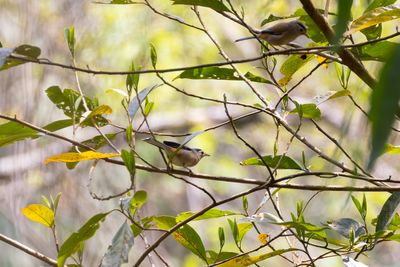 Blue-winged Minla (Actinodura cyanouroptera)