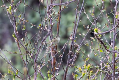 Blyth's Leaf Warbler (Phylloscopus reguloides)