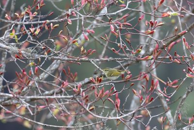 Blyth's Leaf Warbler (Phylloscopus reguloides)