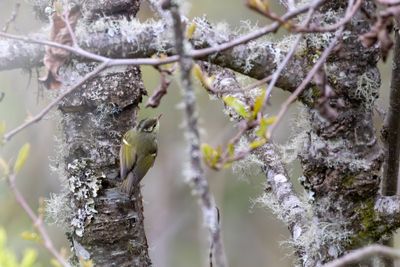 Blyth's Leaf Warbler (Phylloscopus reguloides)