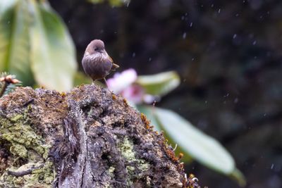 Brown-throated Fulvetta (Fulvetta ludlowi)