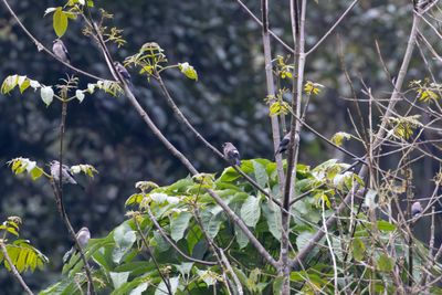Brown Bullfinch (Pyrrhula nipalensis ricketti)