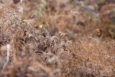 Brown Bush Warbler (Locustella luteoventris)