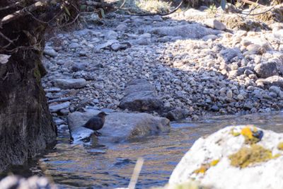 Brown Dipper (Cinclus pallasii dorjei)