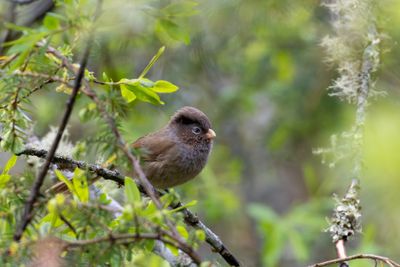 Brown Parrotbill (Paradoxornis unicolor)