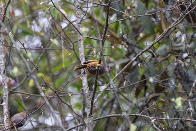 Brown-throated Fulvetta (Fulvetta ludlowi)