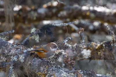Brown-throated Fulvetta (Fulvetta ludlowi)