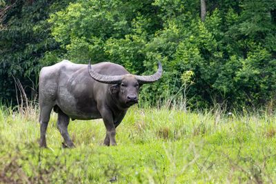 Asian Wild Buffalo (Bubalus arnee)
