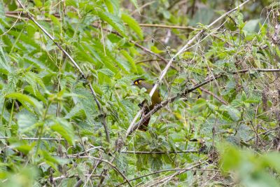 Bugun Liocichla (Liocichla bugunorum)