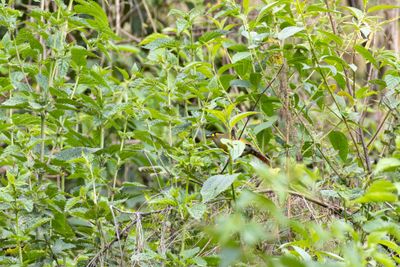 Bugun Liocichla (Liocichla bugunorum)