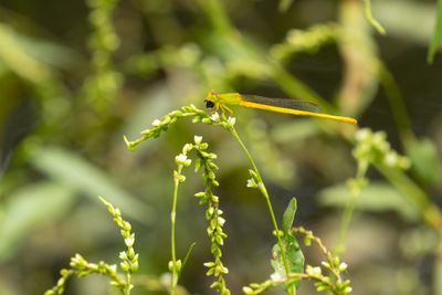 Ceriagrion coromandelianum-4757.jpg