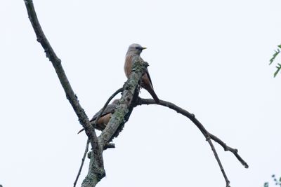Chestnut-tailed Starling (Sturnia malabarica)