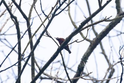 Chestnut-bellied Nuthatch (Sitta cinnamoventris)