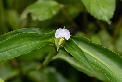 Commelina paludosa