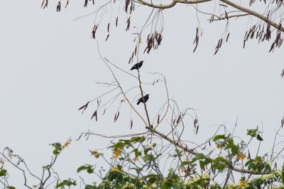Common Hill Myna (Gracula religiosa intermedia)