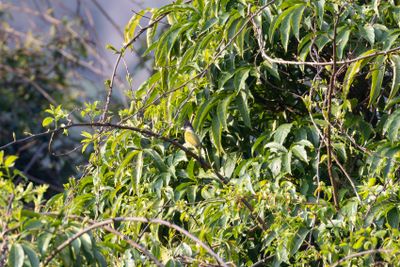 Bulbuls