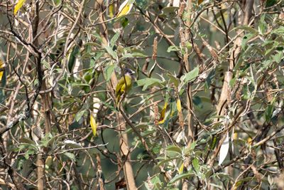 Crested Finchbill (Spizixos canifrons)