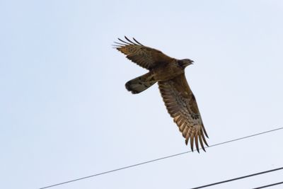 Crested Honey Buzzard (Pernis ptilorhynchus ruficollis)