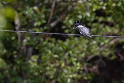 Crested Kingfisher (Megaceryle lugubris)