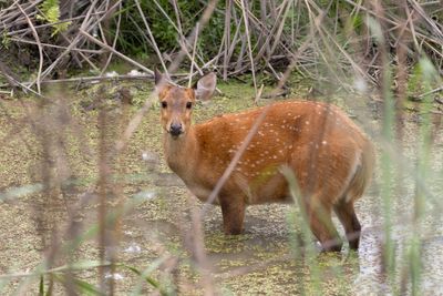 Deer