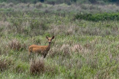 Deer