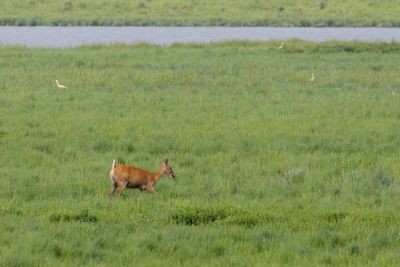Deer