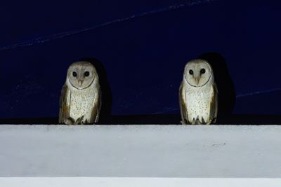 Eastern Barn Owl-4836.jpg