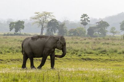 Asian Elephant (Elephas maximus)