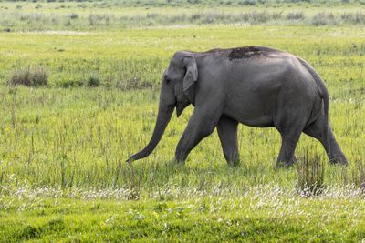 Asian Elephant (Elephas maximus)