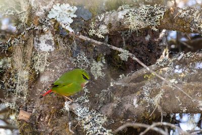 Fire-tailed Myzornis (Myzornis pyrrhoura)