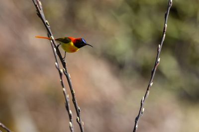 Fire-tailed Sunbird (Aethopyga ignicauda)