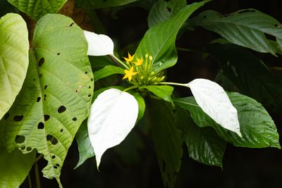 Flower sp.
