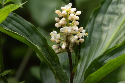 Flower sp.