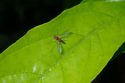 Fly sp.