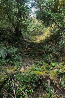 Nature Conservation and Tragopan Sanctuary