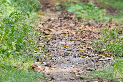 Forest Wagtail (Dendronanthus indicus)