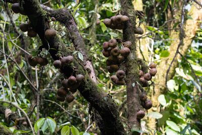 Tree with fruits