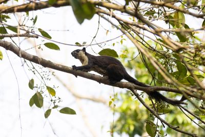 Black Giant Squirrel (Ratufa bicolor)