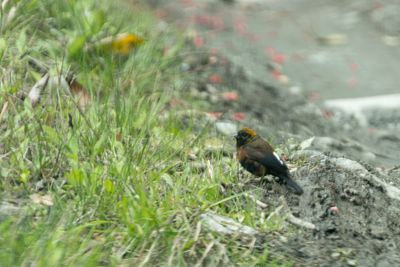 Golden-naped Finch (Pyrrhoplectes epauletta)