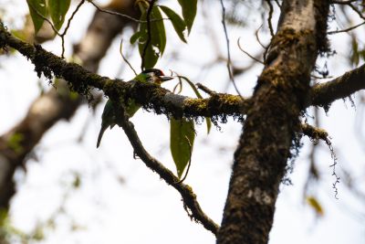 Golden-throated Barbet (Psilopogon franklinii)