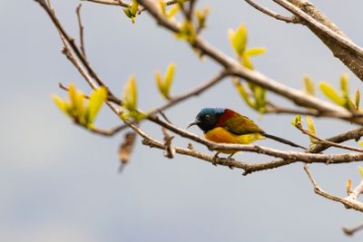 Mrs. Gould's Sunbird (Aethopyga gouldia)