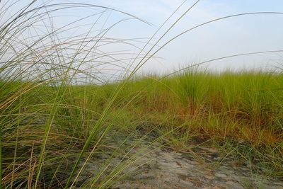 grassland-4300130.jpg