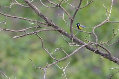 Green-backed Tit (Parus monticolus)