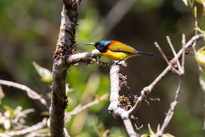 Green-tailed Sunbird (Aethopyga nipalensis)