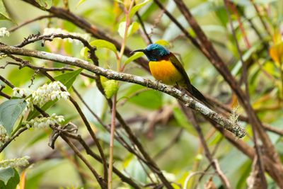 Green-tailed Sunbird (Aethopyga nipalensis)