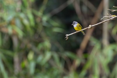 Grey-headed Canary-flycatcher (Culicicapa ceylonensis)