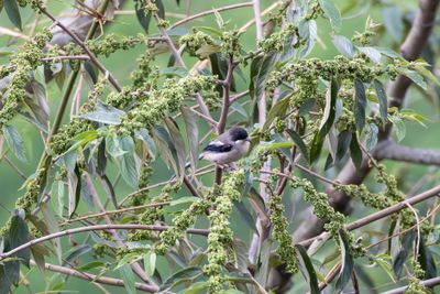 Grey Sibia (Heterophasia gracilis)