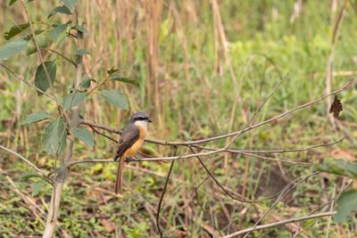 Grey-backed Shrike (Lanius tephronotus)