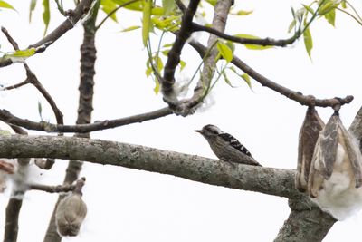 Grey-capped Pygmy Woodpecker (Yungipicus canicapillus)