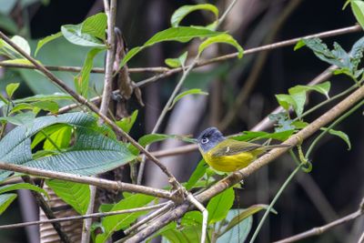 Grey-cheeked Warbler (Phylloscopus poliogenys)